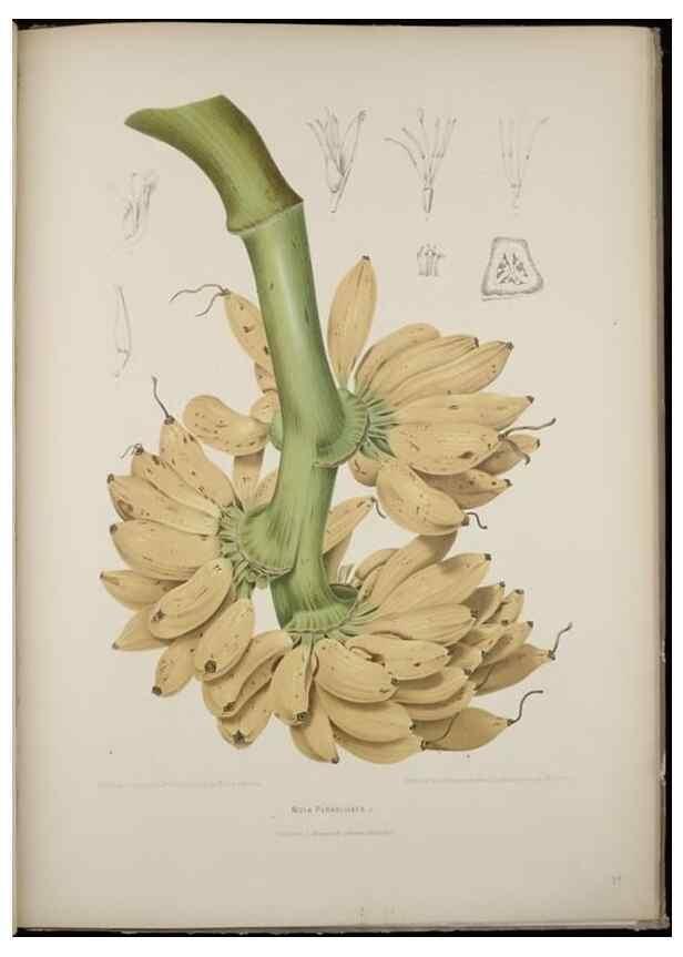 Reproducción/Reproduction 7977095520: Fleurs, fruits et feuillages choisis de l'ille de Java. Bruxelles :C. Muquardt,[1880]