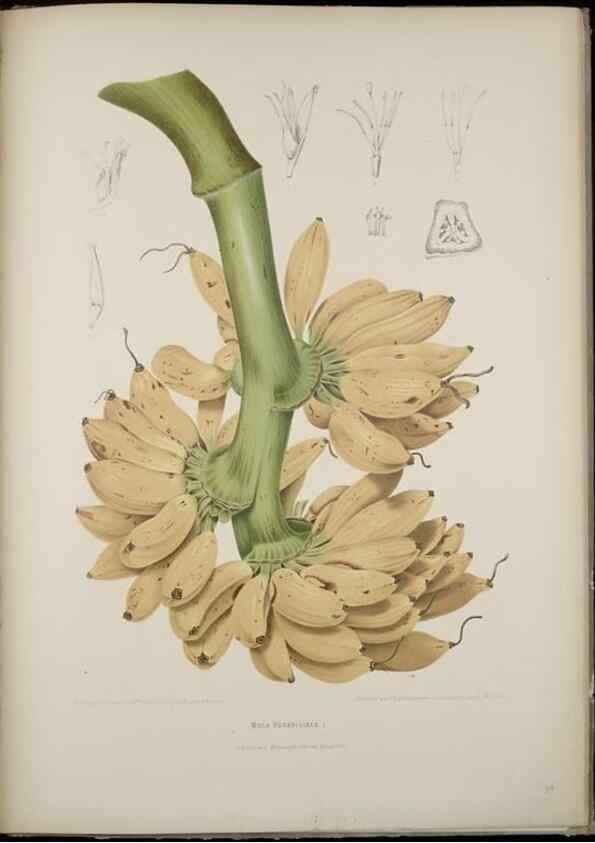 Reproducción/Reproduction 7977095520: Fleurs, fruits et feuillages choisis de l'ille de Java. Bruxelles :C. Muquardt,[1880]