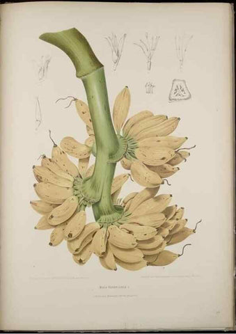 Reproducción/Reproduction 7977095520: Fleurs, fruits et feuillages choisis de l'ille de Java. Bruxelles :C. Muquardt,[1880]