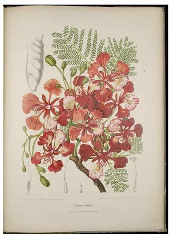 Reproducción/Reproduction 7977094611: Fleurs, fruits et feuillages choisis de l'ille de Java. Bruxelles :C. Muquardt,[1880]