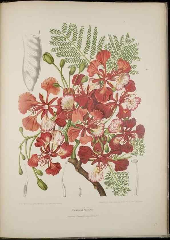 Reproducción/Reproduction 7977094611: Fleurs, fruits et feuillages choisis de l'ille de Java. Bruxelles :C. Muquardt,[1880]