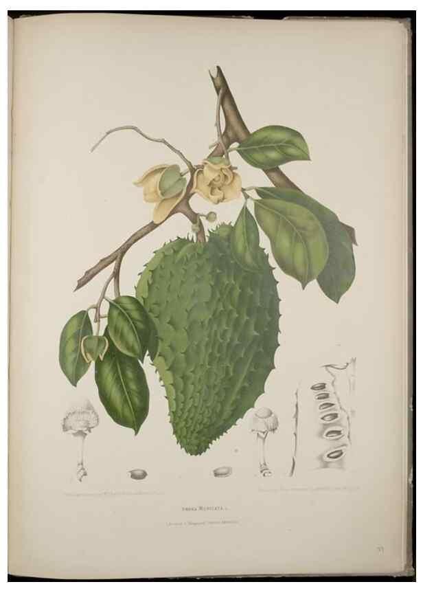 Reproducción/Reproduction 7977096822: Fleurs, fruits et feuillages choisis de l'ille de Java. Bruxelles :C. Muquardt,[1880]