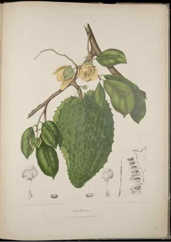 Reproducción/Reproduction 7977096822: Fleurs, fruits et feuillages choisis de l'ille de Java. Bruxelles :C. Muquardt,[1880]