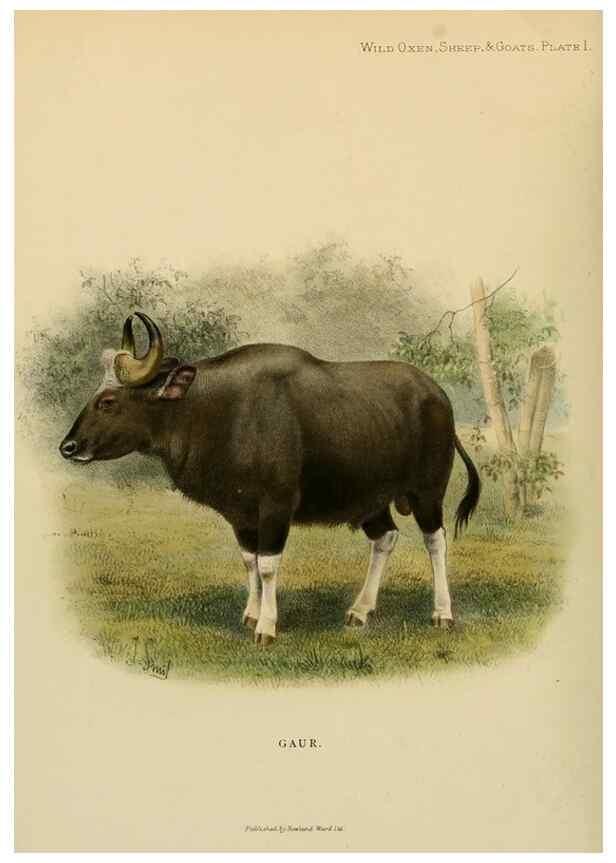 Reproducción/Reproduction 7977282502: Wild oxen, sheep & goats of all lands, living and extinct,. London,R. Ward,1898.