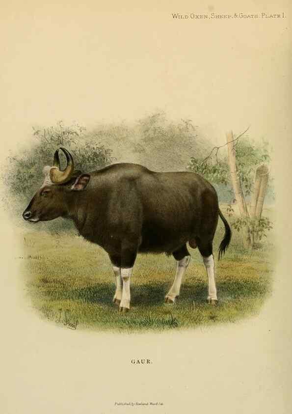 Reproducción/Reproduction 7977282502: Wild oxen, sheep & goats of all lands, living and extinct,. London,R. Ward,1898.