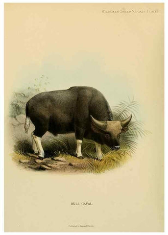 Reproducción/Reproduction 7977283196: Wild oxen, sheep & goats of all lands, living and extinct,. London,R. Ward,1898.