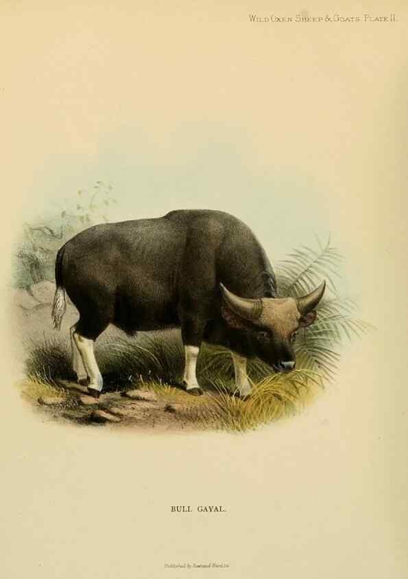 Reproducción/Reproduction 7977283196: Wild oxen, sheep & goats of all lands, living and extinct,. London,R. Ward,1898.