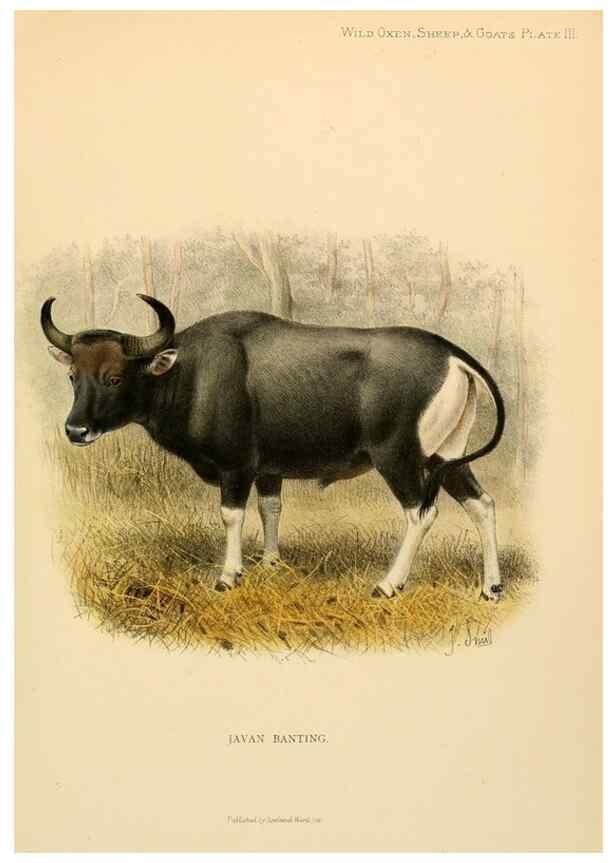 Reproducción/Reproduction 7977283940: Wild oxen, sheep & goats of all lands, living and extinct,. London,R. Ward,1898.