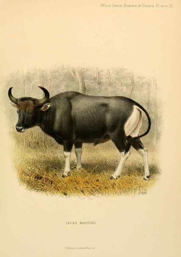 Reproducción/Reproduction 7977283940: Wild oxen, sheep & goats of all lands, living and extinct,. London,R. Ward,1898.