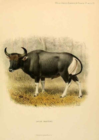 Reproducción/Reproduction 7977283940: Wild oxen, sheep & goats of all lands, living and extinct,. London,R. Ward,1898.