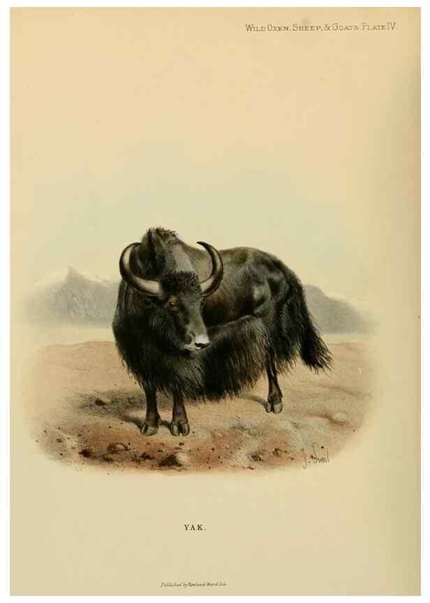 Reproducción/Reproduction 7977282163: Wild oxen, sheep & goats of all lands, living and extinct,. London,R. Ward,1898.