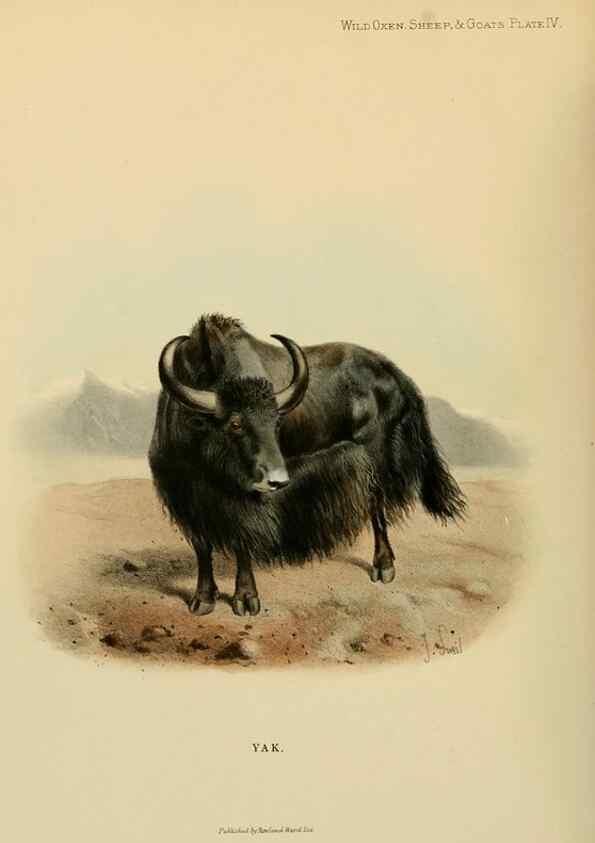 Reproducción/Reproduction 7977282163: Wild oxen, sheep & goats of all lands, living and extinct,. London,R. Ward,1898.
