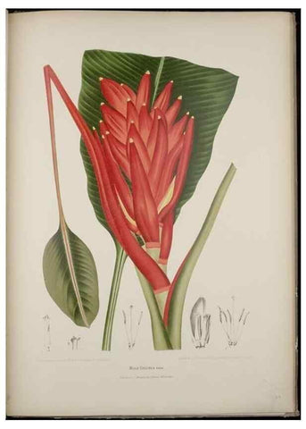 Reproducción/Reproduction 7977095310: Fleurs, fruits et feuillages choisis de l'ille de Java. Bruxelles :C. Muquardt,[1880]