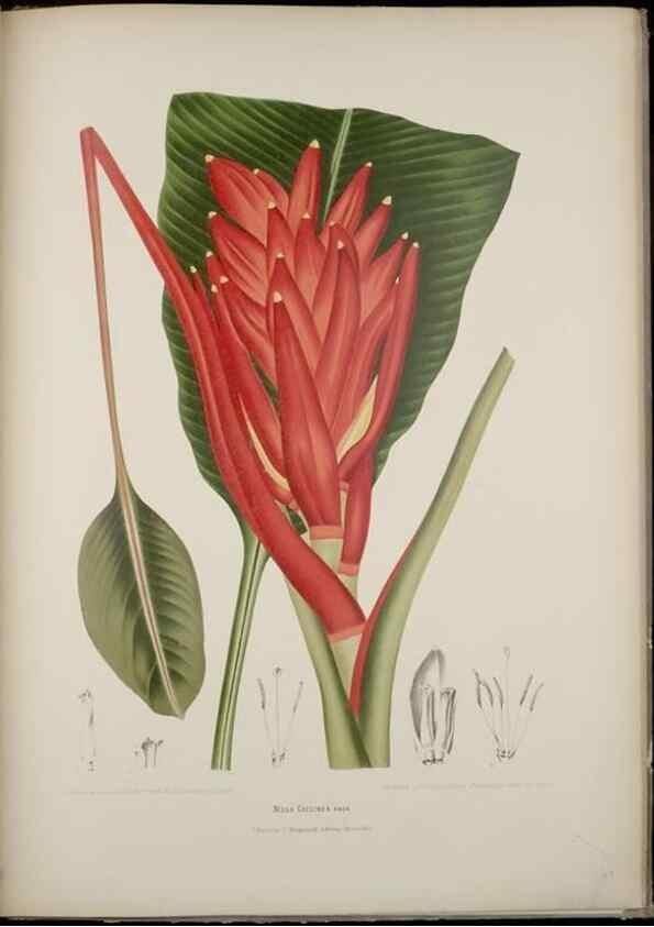 Reproducción/Reproduction 7977095310: Fleurs, fruits et feuillages choisis de l'ille de Java. Bruxelles :C. Muquardt,[1880]