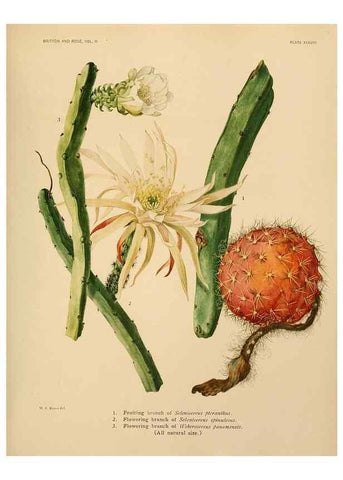 Reproducción/Reproduction 7979564669: The Cactaceae :. Washington :Carnegie Institution of Washington,1919-1923.