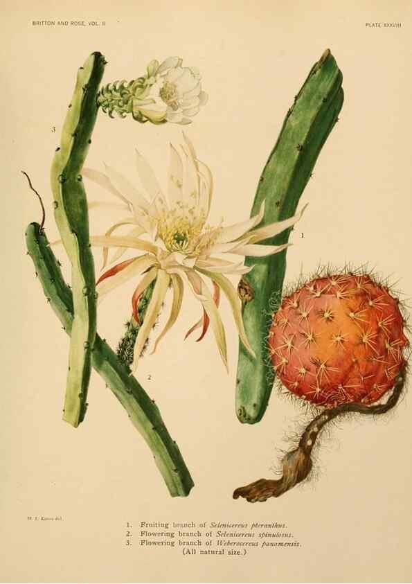 Reproducción/Reproduction 7979564669: The Cactaceae :. Washington :Carnegie Institution of Washington,1919-1923.