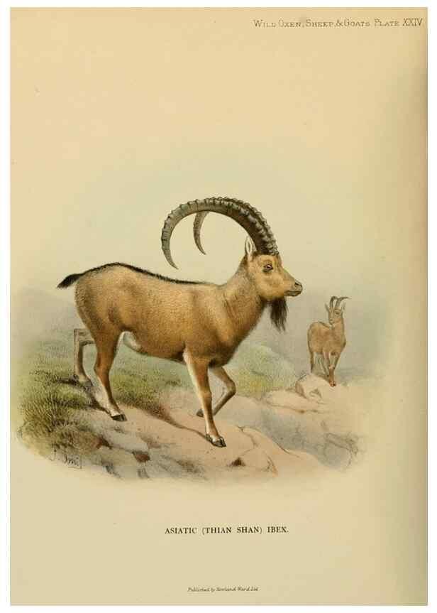 Reproducción/Reproduction 7977295873: Wild oxen, sheep & goats of all lands, living and extinct,. London,R. Ward,1898.