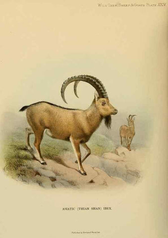 Reproducción/Reproduction 7977295873: Wild oxen, sheep & goats of all lands, living and extinct,. London,R. Ward,1898.