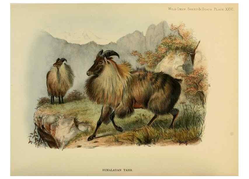 Reproducción/Reproduction 7977299654: Wild oxen, sheep & goats of all lands, living and extinct,. London,R. Ward,1898.