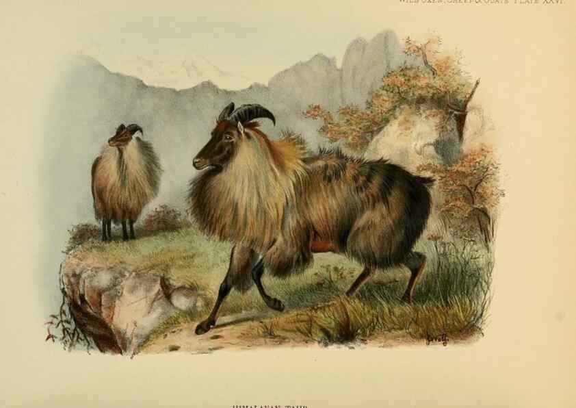 Reproducción/Reproduction 7977299654: Wild oxen, sheep & goats of all lands, living and extinct,. London,R. Ward,1898.