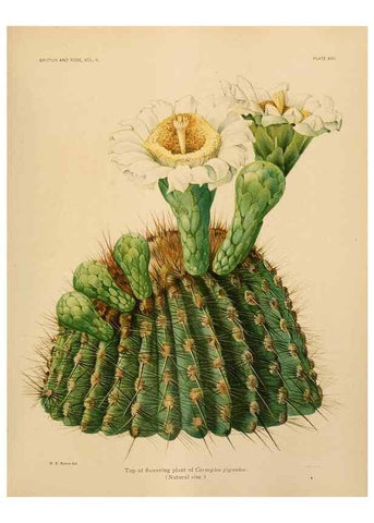 Reproducción/Reproduction 7979559658: The Cactaceae :. Washington :Carnegie Institution of Washington,1919-1923.