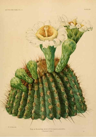 Reproducción/Reproduction 7979559658: The Cactaceae :. Washington :Carnegie Institution of Washington,1919-1923.