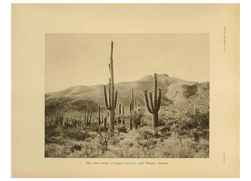 Reproducción/Reproduction 7979560052: The Cactaceae :. Washington :Carnegie Institution of Washington,1919-1923.