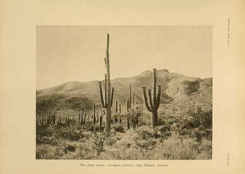 Reproducción/Reproduction 7979560052: The Cactaceae :. Washington :Carnegie Institution of Washington,1919-1923.