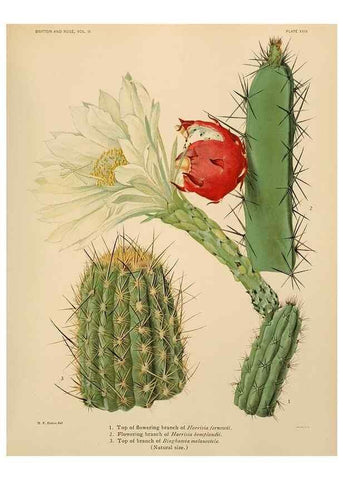 Reproducción/Reproduction 7979559681: The Cactaceae :. Washington :Carnegie Institution of Washington,1919-1923.