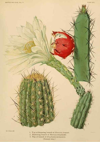 Reproducción/Reproduction 7979559681: The Cactaceae :. Washington :Carnegie Institution of Washington,1919-1923.
