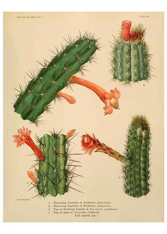 Reproducción/Reproduction 7979560015: The Cactaceae :. Washington :Carnegie Institution of Washington,1919-1923.