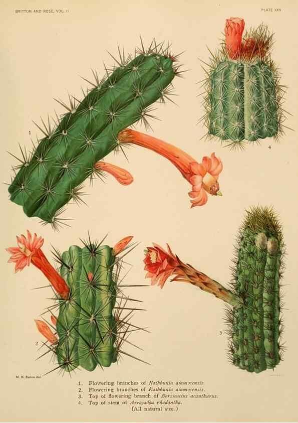 Reproducción/Reproduction 7979560015: The Cactaceae :. Washington :Carnegie Institution of Washington,1919-1923.