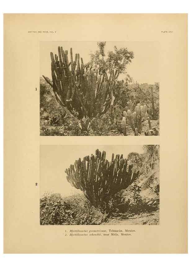 Reproducción/Reproduction 7979560363: The Cactaceae :. Washington :Carnegie Institution of Washington,1919-1923.