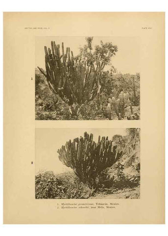 Reproducción/Reproduction 7979560363: The Cactaceae :. Washington :Carnegie Institution of Washington,1919-1923.