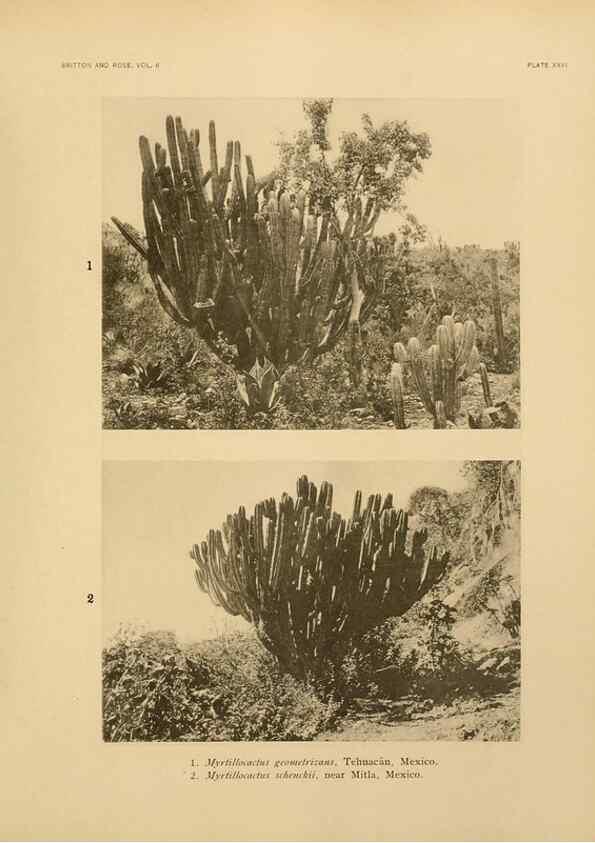 Reproducción/Reproduction 7979560363: The Cactaceae :. Washington :Carnegie Institution of Washington,1919-1923.