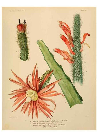 Reproducción/Reproduction 7979561528: The Cactaceae :. Washington :Carnegie Institution of Washington,1919-1923.