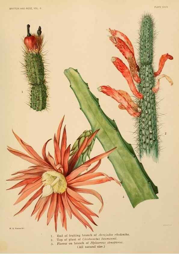 Reproducción/Reproduction 7979561528: The Cactaceae :. Washington :Carnegie Institution of Washington,1919-1923.