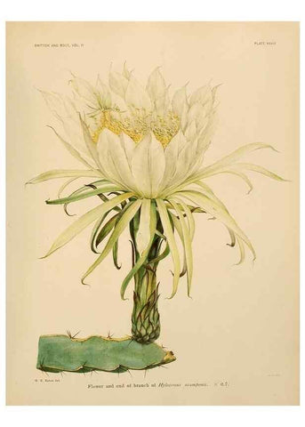 Reproducción/Reproduction 7979561147: The Cactaceae :. Washington :Carnegie Institution of Washington,1919-1923.