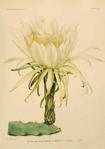 Reproducción/Reproduction 7979561147: The Cactaceae :. Washington :Carnegie Institution of Washington,1919-1923.