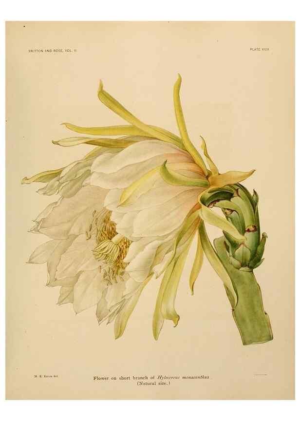 Reproducción/Reproduction 7979561445: The Cactaceae :. Washington :Carnegie Institution of Washington,1919-1923.