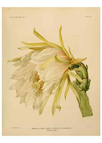 Reproducción/Reproduction 7979561445: The Cactaceae :. Washington :Carnegie Institution of Washington,1919-1923.