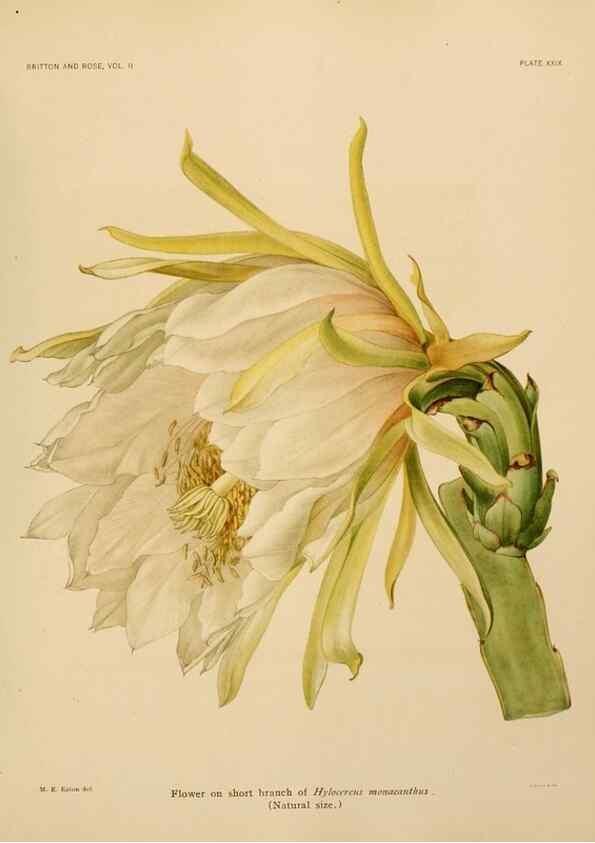 Reproducción/Reproduction 7979561445: The Cactaceae :. Washington :Carnegie Institution of Washington,1919-1923.