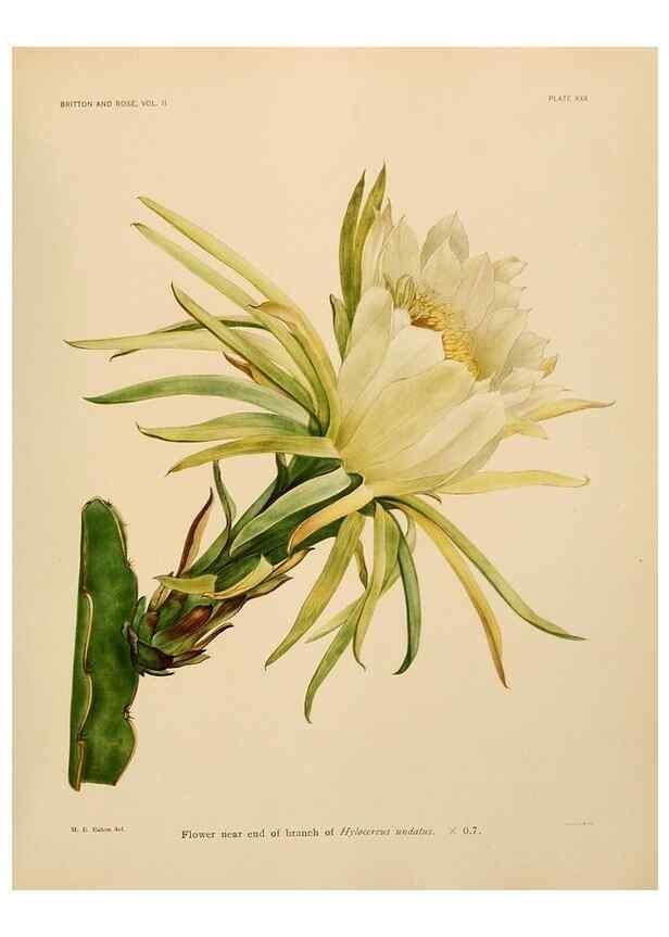 Reproducción/Reproduction 7979562622: The Cactaceae :. Washington :Carnegie Institution of Washington,1919-1923.