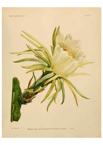 Reproducción/Reproduction 7979562622: The Cactaceae :. Washington :Carnegie Institution of Washington,1919-1923.