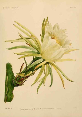 Reproducción/Reproduction 7979562622: The Cactaceae :. Washington :Carnegie Institution of Washington,1919-1923.