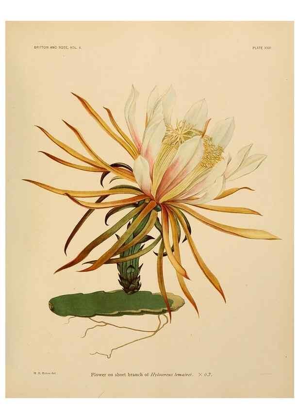 Reproducción/Reproduction 7979562211: The Cactaceae :. Washington :Carnegie Institution of Washington,1919-1923.
