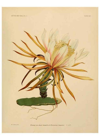 Reproducción/Reproduction 7979562211: The Cactaceae :. Washington :Carnegie Institution of Washington,1919-1923.