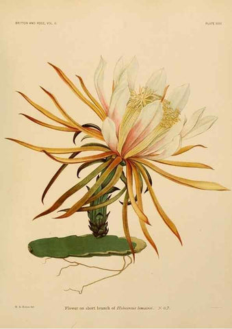 Reproducción/Reproduction 7979562211: The Cactaceae :. Washington :Carnegie Institution of Washington,1919-1923.