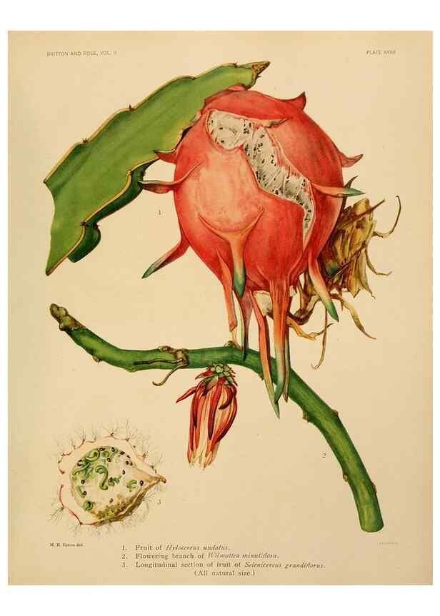 Reproducción/Reproduction 7979563324: The Cactaceae :. Washington :Carnegie Institution of Washington,1919-1923.