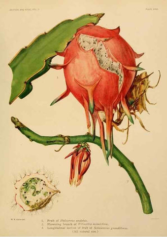 Reproducción/Reproduction 7979563324: The Cactaceae :. Washington :Carnegie Institution of Washington,1919-1923.